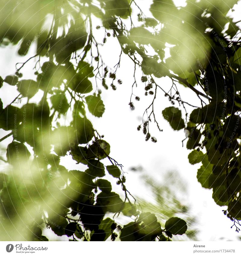 AST 9 | at the lake Water Plant Tree Leaf Alder Water reflection Pond Lake Green White Nature Dream Sadness Colour photo Subdued colour Exterior shot Deserted