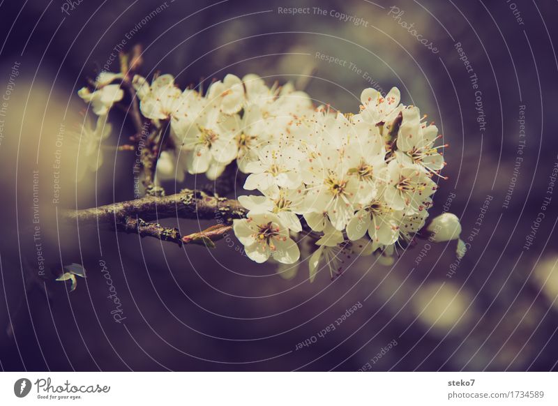 abundance Spring Blossom Cherry tree Blossoming Illuminate Growth Spring fever Beginning Wild cherry Subdued colour Exterior shot Copy Space bottom