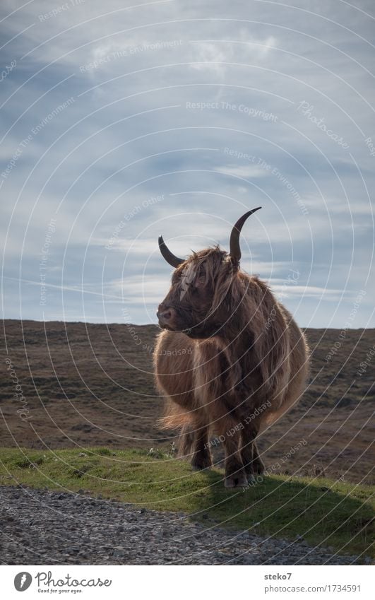 longhorn Field Isle of Skye Farm animal Cow Power Serene Curiosity Timidity Respect Pride Scotland Antlers Brown Bushy Exterior shot Copy Space top