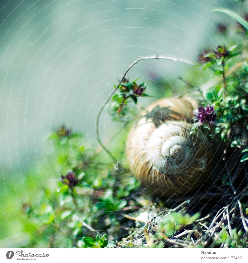 Grim Reaper² Colour photo Exterior shot Copy Space top Sunlight Shallow depth of field Environment Nature Farm animal Snail 1 Animal Sleep Positive Beautiful