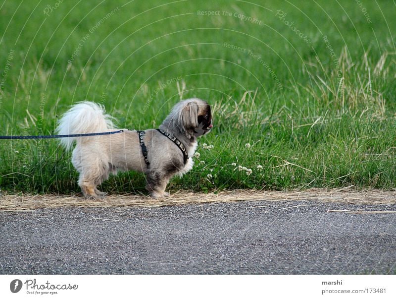 -NESE Colour photo Exterior shot Environment Nature Garden Park Meadow Street Animal Pet 1 Exceptional Small Brown Green Dog River Leine Side Grass Walk the dog