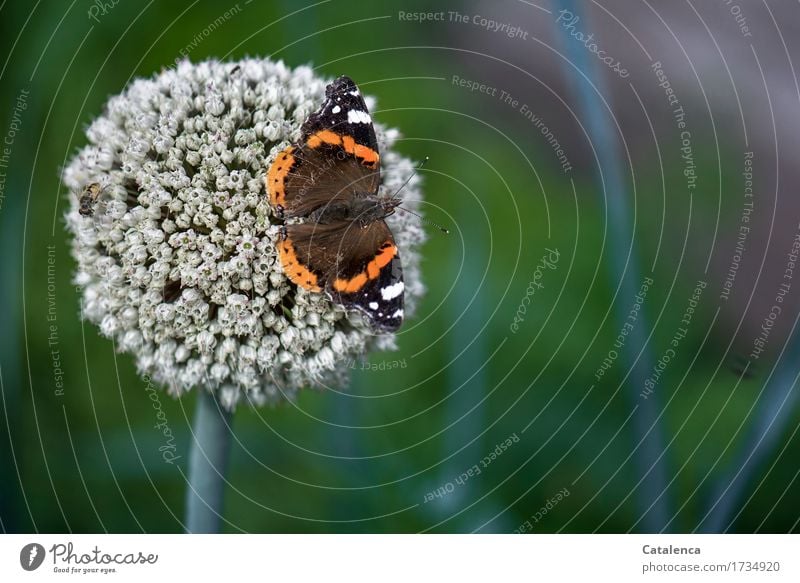 Admiral senior; butterfly sitting on a leek flower Nature Plant Summer Blossom Agricultural crop Leek leek blossom Garden Vegetable garden Animal Butterfly