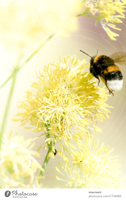 pollen harvest Pollen Bumble bee Flying Accumulate Nectar Produce Thirsty Blossom Plant Animal Nature Macro (Extreme close-up) Summer Spring Natural Close-up