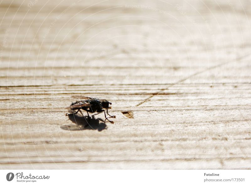 Bssssssssssss Exterior shot Copy Space right Copy Space top Day Shadow Environment Nature Animal Sun Sunlight Summer Beautiful weather Warmth Wild animal Fly