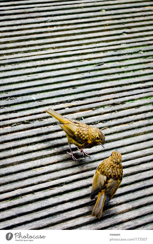 chit-chat Colour photo Exterior shot Copy Space top Copy Space middle Animal Bird Wing 2 Small Yellow Graceful Feather Wood Wooden floor Baby animal