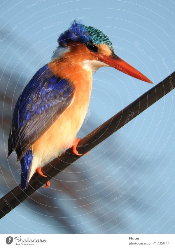 kingfisher Animal Wild animal Bird 1 Blue Orange Botswana Kingfisher Okavango Colour photo Exterior shot Day Full-length Profile