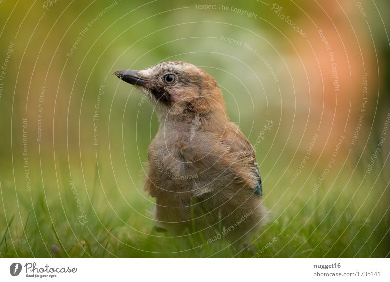 jay boy Animal Summer Autumn Beautiful weather Grass Garden Park Meadow Forest Wild animal Bird Animal face Wing Jay 1 Baby animal To feed To enjoy Crouch Sit