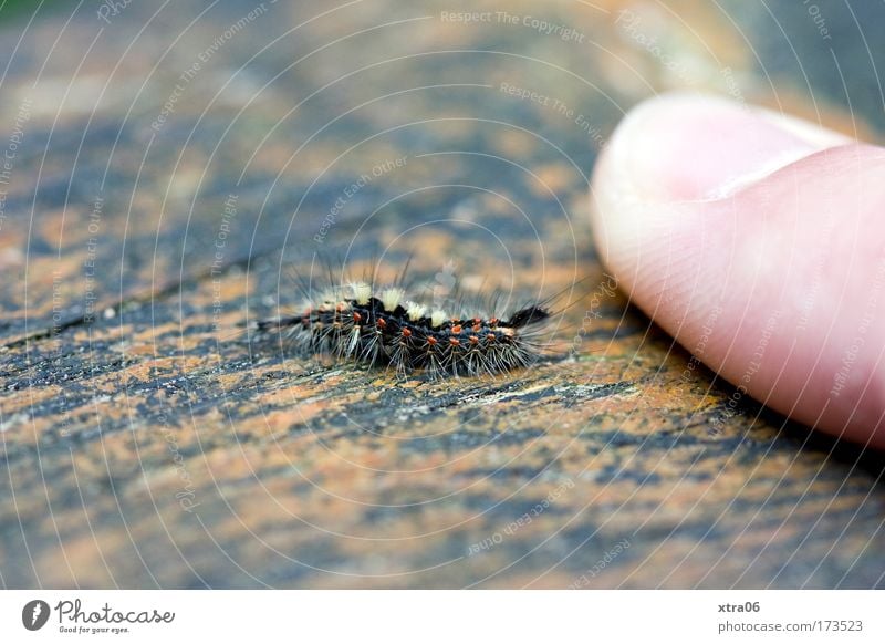 size comparison Colour photo Subdued colour Exterior shot Close-up Detail Copy Space top Copy Space bottom Fingers Animal 1 Small Caterpillar Fingernail