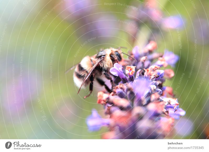 cuddly toy Nature Plant Animal Summer Flower Leaf Blossom Lavender Garden Park Meadow Wild animal Bee Wing Pelt 1 Blossoming Fragrance Flying To feed Faded