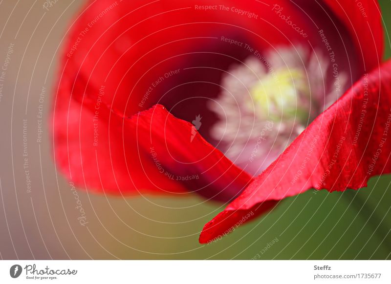 red poppy on poppy day Poppy Poppy blossom poppy flower red flower red wild flower blooming wildflower native wildflower native wild plant Flower Blossom