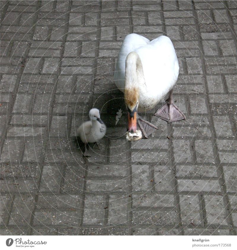 Single parent Colour photo Subdued colour Exterior shot Deserted Copy Space left Copy Space bottom Neutral Background Day Animal Swan swan chicks 2 Baby animal