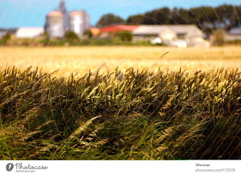 LPG Farm Agriculture Estate Gutshof Country Rural Field Cornfield Wheat Rye Barley Village Blur Depth of field Shallow depth of field Foreground Background Edge