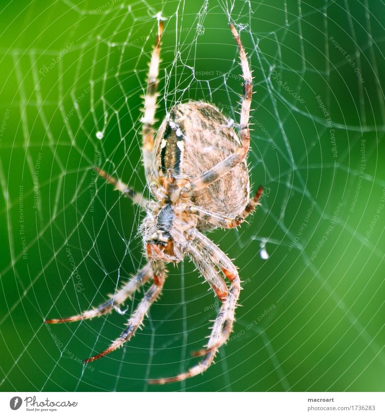 garden cross spider Spider Cross spider Legs arachnophobia Macro (Extreme close-up) Close-up Insect Spider's web Net Animal Small Crucifix String Delicate Hairy