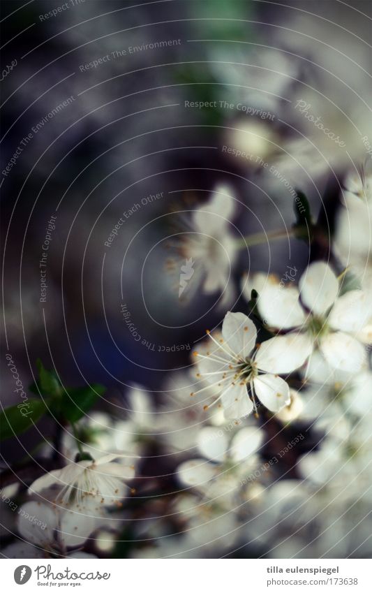 hanani Colour photo Interior shot Deserted Copy Space left Shallow depth of field Nature Tree Blossom Cherry blossom Cherry tree Blossoming Soft Blue White