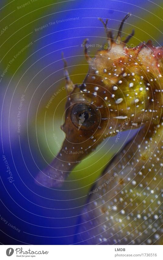 Seahorse, shy Animal Coast Bay Ocean Wild animal Aquarium 1 Blue Brown Green Point Marine animal Underwater photo Eyes Hide Timidity Mysterious Close-up Detail