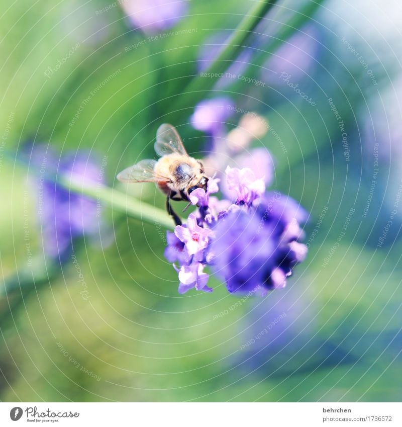 Of bees and flowers Nature Plant Animal Summer Beautiful weather Flower Leaf Blossom Lavender Garden Park Meadow Wild animal Bee Animal face Wing 1 Blossoming