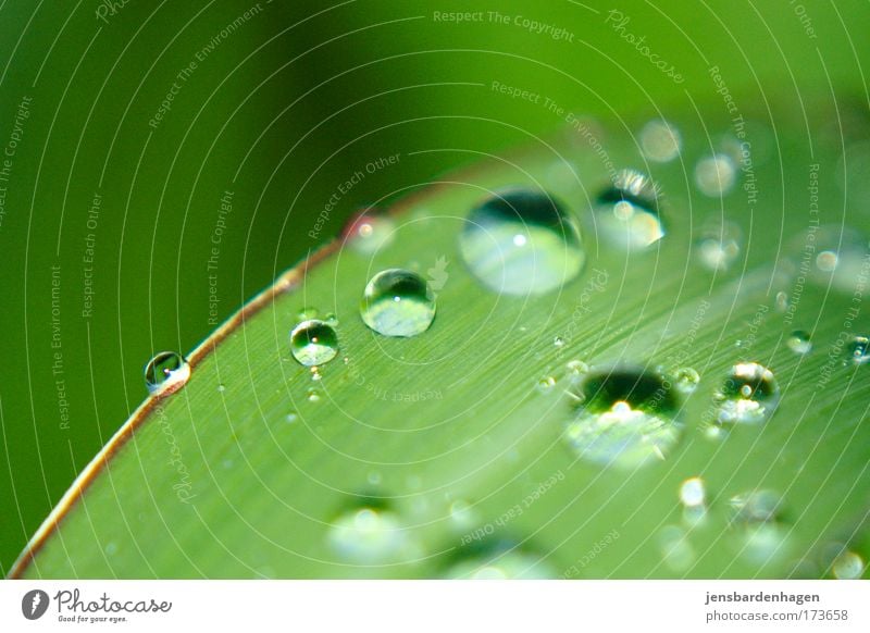 ball round raindrops ..... Colour photo Exterior shot Deserted Day Flash photo Drops of water Summer Rain Plant Grass Leaf Foliage plant Common Reed Wet Green