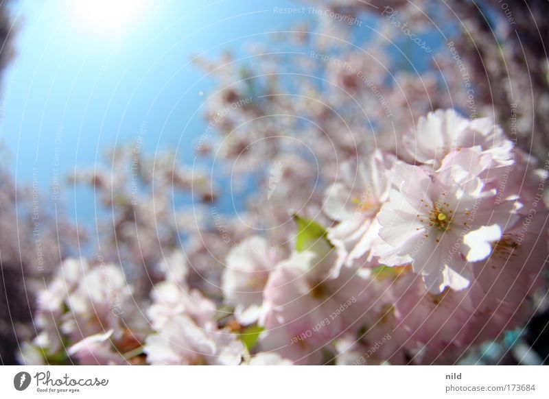 rose-blue II Colour photo Multicoloured Copy Space left Copy Space top Day Sunlight Shallow depth of field Fisheye Environment Nature Plant Sky Cloudless sky