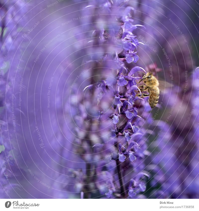 foraging Environment Nature Plant Animal Spring Garden Park Farm animal Wild animal Bee Wing 1 Blossoming Eating Flying Crawl Violet Diligent Disciplined