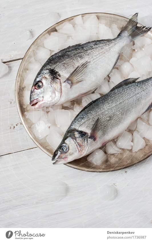 Dorado fish and sea bass on the metal plate with ice Fish Seafood Nutrition Plate Table Wood Metal Fresh Black White background cooking Dish Food Ingredients