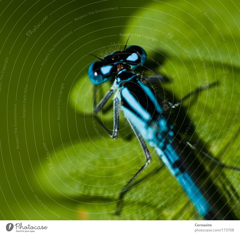 A Predator's Portrait Colour photo Multicoloured Exterior shot Close-up Detail Macro (Extreme close-up) Deserted Day Shadow Contrast Reflection Sunlight Blur