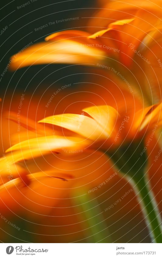 flowers greeting Colour photo Exterior shot Close-up Detail Deserted Day Light Deep depth of field Central perspective Spring Summer Plant Flower Foliage plant