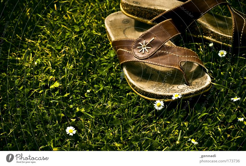 lunch break Colour photo Exterior shot Deserted Copy Space left Nature Flower Grass Swimming pool Flip-flops Hip & trendy