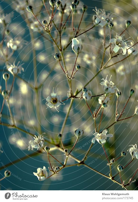 Fragrant , delicate flowers of baby's breath against blue background Colour photo Interior shot Close-up Detail Neutral Background Artificial light Shadow