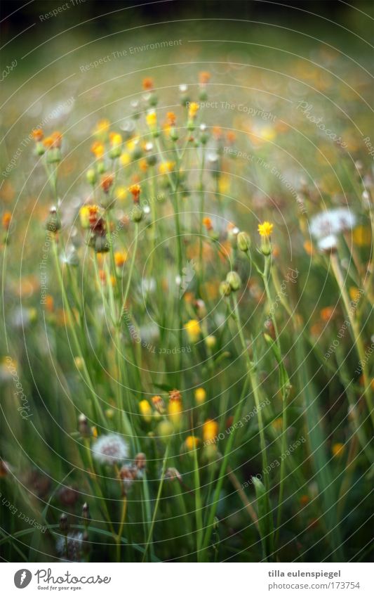 monet Colour photo Exterior shot Evening Sunrise Sunset Shallow depth of field Flower Dandelion Meadow Natural Green Nature Dream Summer Summery