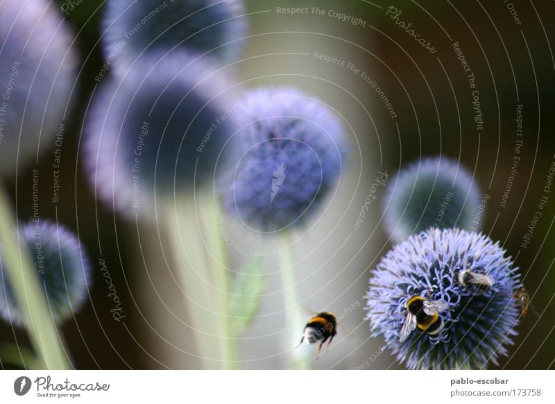 planetary system Colour photo Exterior shot Copy Space left Copy Space top Day Central perspective Environment Nature Summer Plant Flower Animal Wild animal Bee