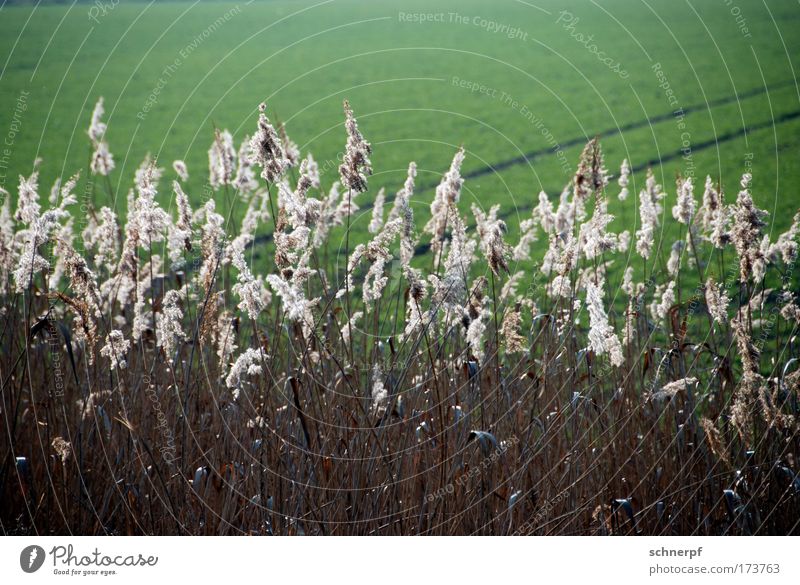 shaggy Colour photo Exterior shot Copy Space top Copy Space bottom Morning Day Shadow Contrast Shallow depth of field Trip Renewable energy Environment Nature