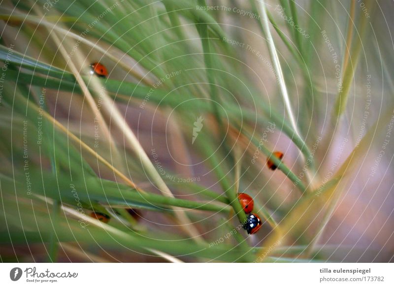 two-way traffic Colour photo Exterior shot Beach Baltic Sea Beach dune Marram grass Beetle 4 Animal Group of animals Crawl Natural Ladybird