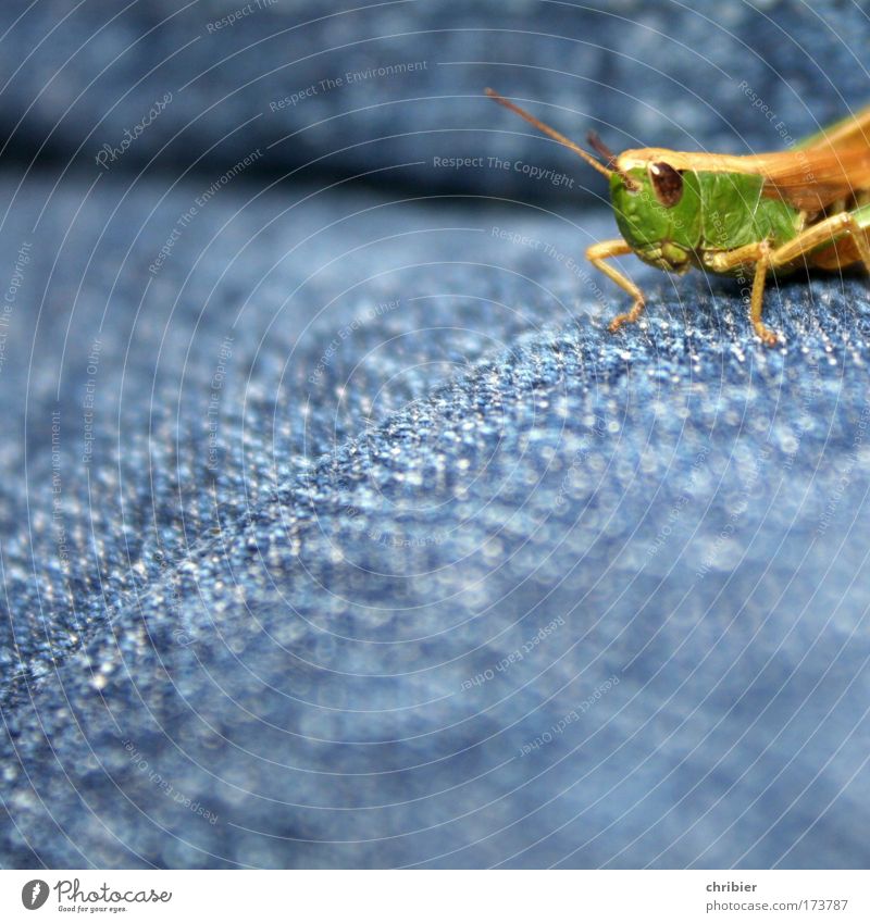 THE GREEN DOT Close-up Macro (Extreme close-up) Copy Space left Copy Space bottom Shallow depth of field Animal portrait High jump Nature Summer Jeans