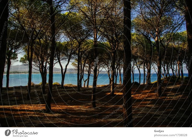 View through a row of trees to water Nature Animal Earth Water Sky Horizon Summer Wild plant coast Beach Ocean Sardinia Europe Deserted Happiness Safety