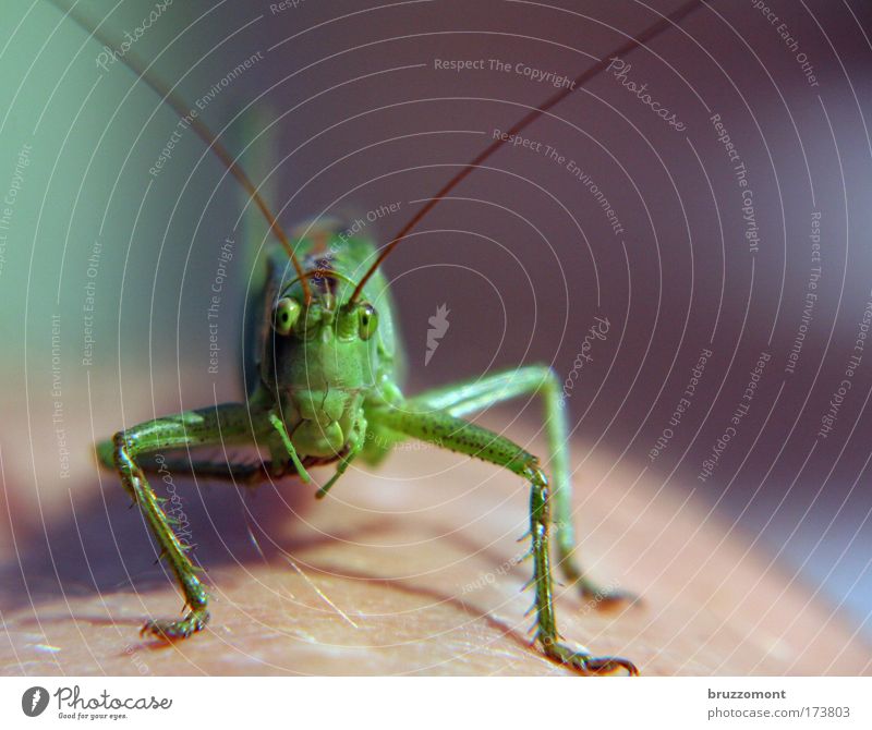 you and how many of your friends Colour photo Exterior shot Close-up Macro (Extreme close-up) Copy Space right Sunlight Deep depth of field Animal portrait