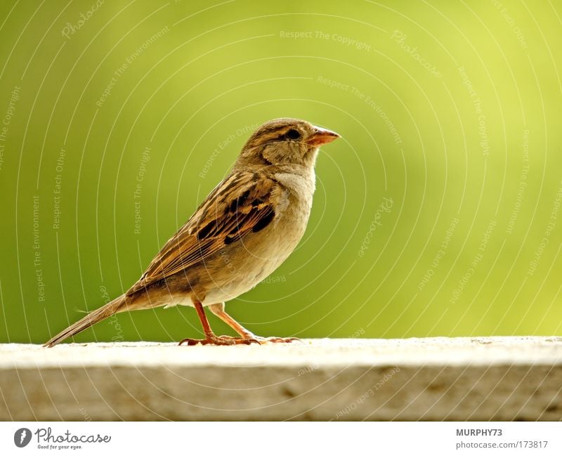 Bird exhibition... Colour photo Exterior shot Close-up Deserted Copy Space left Copy Space right Copy Space top Copy Space bottom Neutral Background Day Blur