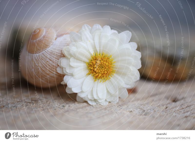 Flora&Fauna Nature Plant Flower Animal Snail 1 Moody Marguerite Snail shell Vineyard snail Stone Blur Garden Colour photo Exterior shot Close-up Detail