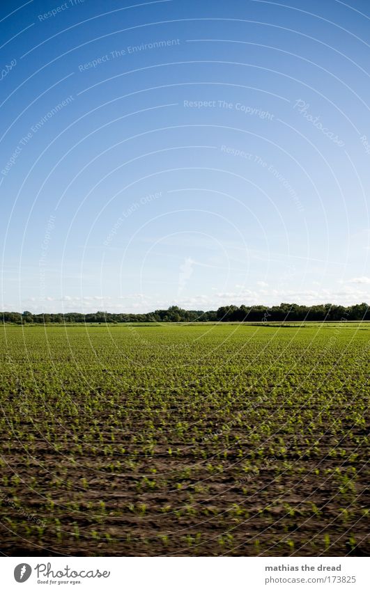 YOUNG FIELD Colour photo Multicoloured Exterior shot Deserted Day Shadow Contrast Sunlight Motion blur Shallow depth of field Environment Nature Landscape Earth