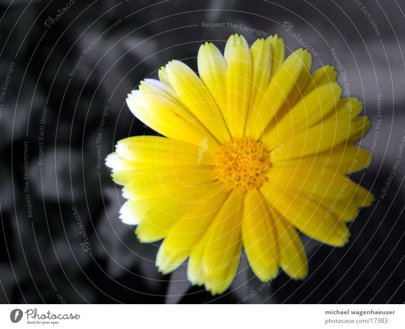 Yellow flower Flower Gray Nature Detail Close-up