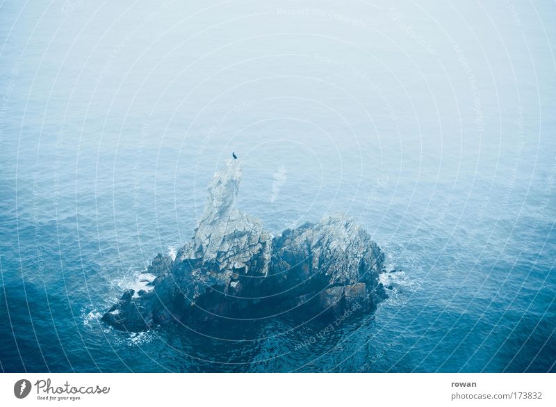 lonely seat Colour photo Subdued colour Exterior shot Day Bird 1 Animal Crouch Sit Ocean Rock Island Stone Seat Rest Calm Looking Waves Fog Loneliness Blue