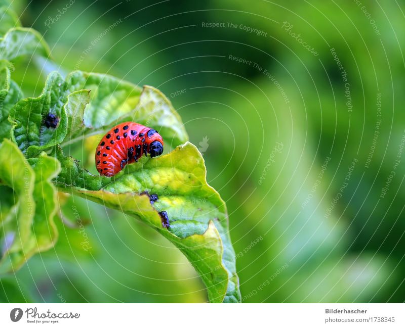 potato beetle larva Colorado beetle Larva pest insect Pests Leaf leaf beetle Potato leaf To feed pattern of damage Leafless Damage Potatoes Beetle Insect Plant