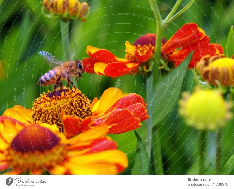 departure Bee Honey bee Insect Flying insect Antenna Wing Wild animal Rudbeckia Blossom Daisy Family Flowerbed Solidago canadensis Sunflower Yellow Nectar