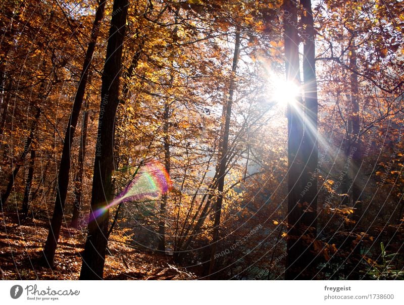 Breaking through 4 Harmonious Relaxation Calm Trip Environment Nature Landscape Sun Sunrise Sunset Sunlight Autumn Tree Forest Hiking Free Colour photo