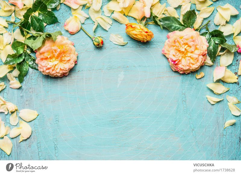 Yellow pink roses with leaves on light blue background Style Design Garden Decoration Feasts & Celebrations Valentine's Day Birthday Nature Plant Summer Flower