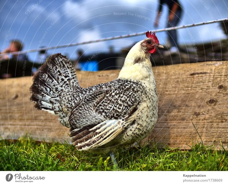 chicken Animal Summer Garden Zaandam Netherlands Europe Village Farm animal Bird Wing Barn fowl 1 Work and employment Eating Free Determination Diligent