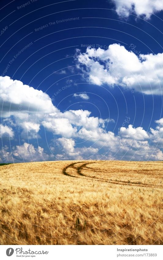 a bed in the cornfield Colour photo Subdued colour Multicoloured Exterior shot Deserted Copy Space top Copy Space bottom Day Shadow Contrast Sunlight