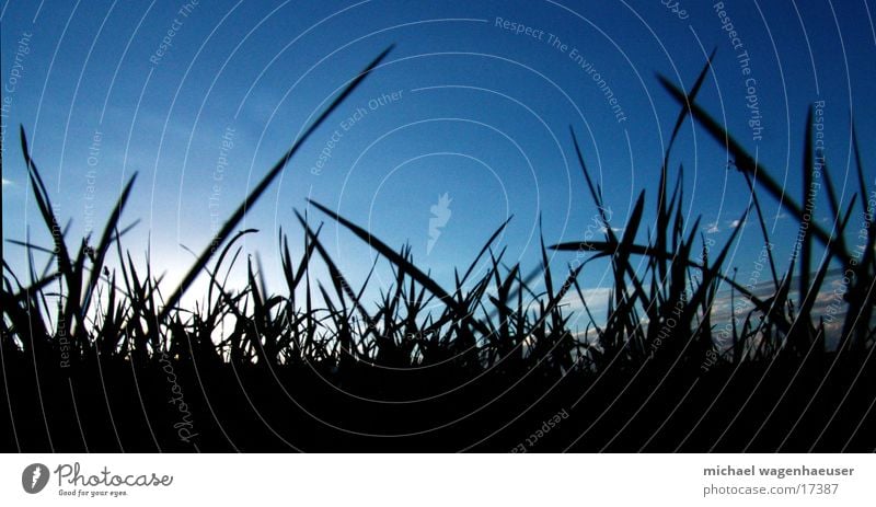 blades of grass Meadow Grass Blade of grass Clouds Worm's-eye view Lawn Sky Sun