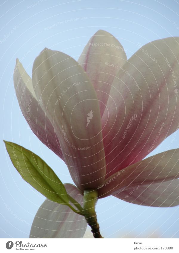 so delicate and elegant... Colour photo Subdued colour Exterior shot Close-up Copy Space top Neutral Background Day Plant Sky Cloudless sky Flower Blossom