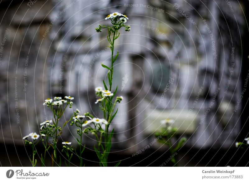 Flower. Colour photo Exterior shot Pattern Structures and shapes Deserted Copy Space right Day Shadow Contrast Blur Shallow depth of field Central perspective