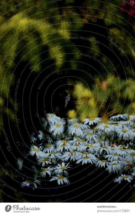 Flowers for xxxxcesxxxx Shallow depth of field Nature Plant Summer Blossom Park Romance flowers Marguerite Garden Garden Bed (Horticulture) Herbaceous plants